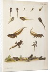 Frog life cycle by A. R. Rösel