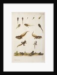 Frog life cycle by A. R. Rösel