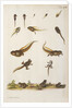 Frog life cycle by A. R. Rösel