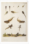 Frog life cycle by A. R. Rösel