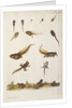 Frog life cycle by A. R. Rösel