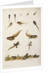 Frog life cycle by A. R. Rösel