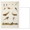 Frog life cycle by A. R. Rösel