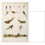 Frog life cycle by A. R. Rösel