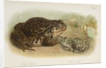 Common toad (Bufo vulgaris) and European green toad (Bufo viridis) by Anonymous