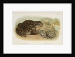 Common toad (Bufo vulgaris) and European green toad (Bufo viridis) by Anonymous