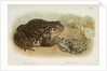 Common toad (Bufo vulgaris) and European green toad (Bufo viridis) by Anonymous