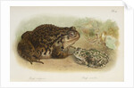 Common toad (Bufo vulgaris) and European green toad (Bufo viridis) by Anonymous