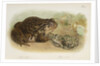 Common toad (Bufo vulgaris) and European green toad (Bufo viridis) by Anonymous