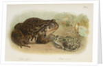 Common toad (Bufo vulgaris) and European green toad (Bufo viridis) by Anonymous