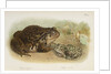 Common toad (Bufo vulgaris) and European green toad (Bufo viridis) by Anonymous