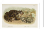 Common toad (Bufo vulgaris) and European green toad (Bufo viridis) by Anonymous