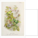 European tree frog (Hyla arborea) by Anonymous