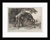 Elephants ('Simulacre des instants de la generation des elephants'), Hans and Parkie by J. P. L. L. Houel