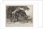 Elephants ('Simulacre des instants de la generation des elephants'), Hans and Parkie by J. P. L. L. Houel