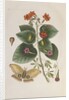 Geiger tree (Cordia sebestena) and Morning glory (Ipomoea carolina), 1731-1743 (Plate) by G. D. Ehret