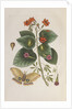 Geiger tree (Cordia sebestena) and Morning glory (Ipomoea carolina), 1731-1743 (Plate) by G. D. Ehret