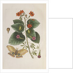 Geiger tree (Cordia sebestena) and Morning glory (Ipomoea carolina), 1731-1743 (Plate) by G. D. Ehret
