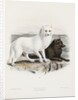 Arctic fox (Vulpes lagopus) by J. G. Keulemans