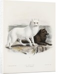 Arctic fox (Vulpes lagopus) by J. G. Keulemans