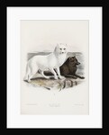 Arctic fox (Vulpes lagopus) by J. G. Keulemans