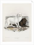 Arctic fox (Vulpes lagopus) by J. G. Keulemans