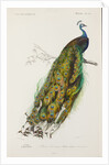 Indian peafowl or peacock (Pavo cristatus) by Edouard Travies