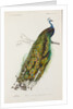 Indian peafowl or peacock (Pavo cristatus) by Edouard Travies