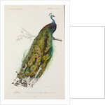 Indian peafowl or peacock (Pavo cristatus) by Edouard Travies