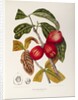 Rose apple fruit (Syzygium jambos), 1863 (Plate) by Berthe Hoola Van Nooten