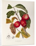 Rose apple fruit (Syzygium jambos), 1863 (Plate) by Berthe Hoola Van Nooten