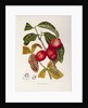 Rose apple fruit (Syzygium jambos), 1863 (Plate) by Berthe Hoola Van Nooten