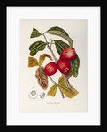 Rose apple fruit (Syzygium jambos), 1863 (Plate) by Berthe Hoola Van Nooten