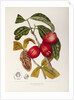 Rose apple fruit (Syzygium jambos), 1863 (Plate) by Berthe Hoola Van Nooten