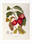 Rose apple fruit (Syzygium jambos), 1863 (Plate) by Berthe Hoola Van Nooten