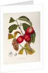 Rose apple fruit (Syzygium jambos), 1863 (Plate) by Berthe Hoola Van Nooten
