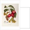 Rose apple fruit (Syzygium jambos), 1863 (Plate) by Berthe Hoola Van Nooten
