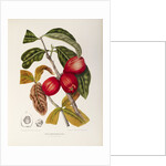 Rose apple fruit (Syzygium jambos), 1863 (Plate) by Berthe Hoola Van Nooten