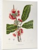 Rose apple flowers (Syzygium jambos), 1863 (Plate) by Berthe Hoola Van Nooten