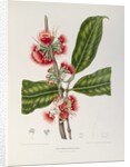 Rose apple flowers (Syzygium jambos), 1863 (Plate) by Berthe Hoola Van Nooten