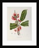 Rose apple flowers (Syzygium jambos), 1863 (Plate) by Berthe Hoola Van Nooten