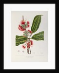 Rose apple flowers (Syzygium jambos), 1863 (Plate) by Berthe Hoola Van Nooten