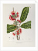 Rose apple flowers (Syzygium jambos), 1863 (Plate) by Berthe Hoola Van Nooten