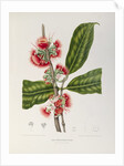 Rose apple flowers (Syzygium jambos), 1863 (Plate) by Berthe Hoola Van Nooten