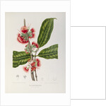 Rose apple flowers (Syzygium jambos), 1863 (Plate) by Berthe Hoola Van Nooten