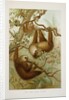 Two-toed sloth (Bradypus didactylus), 1894-1896 (Plate) by P. J. Smit