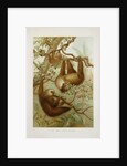 Two-toed sloth (Bradypus didactylus), 1894-1896 (Plate) by P. J. Smit