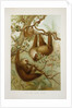 Two-toed sloth (Bradypus didactylus), 1894-1896 (Plate) by P. J. Smit