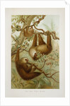 Two-toed sloth (Bradypus didactylus), 1894-1896 (Plate) by P. J. Smit