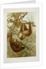 Two-toed sloth (Bradypus didactylus), 1894-1896 (Plate) by P. J. Smit